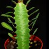 Euphorbia trigona-art334